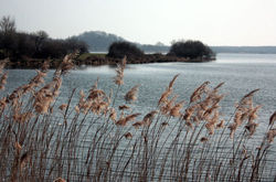 Etang de la mer rouge